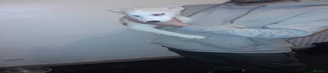 Siberian Husky Puppy 8