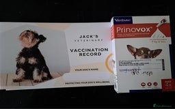 Mixed Breed dogs for sale: Siberian Husky x Pocket Bully's - Advert 9