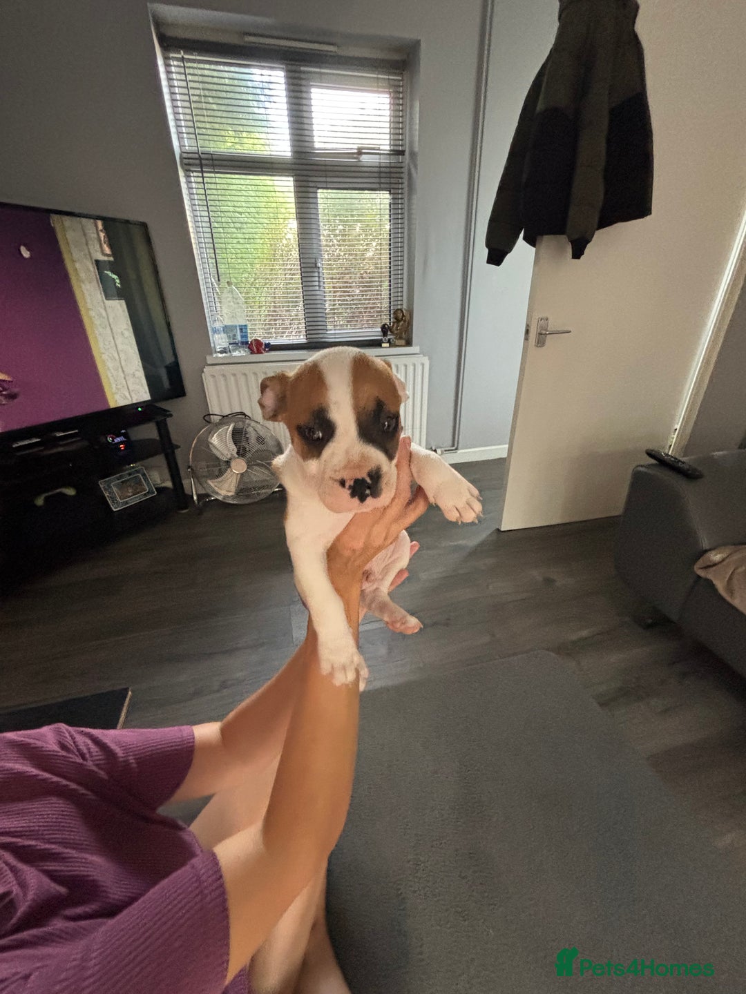 Mixed Breed dogs for sale: French bulldog x - Image 8