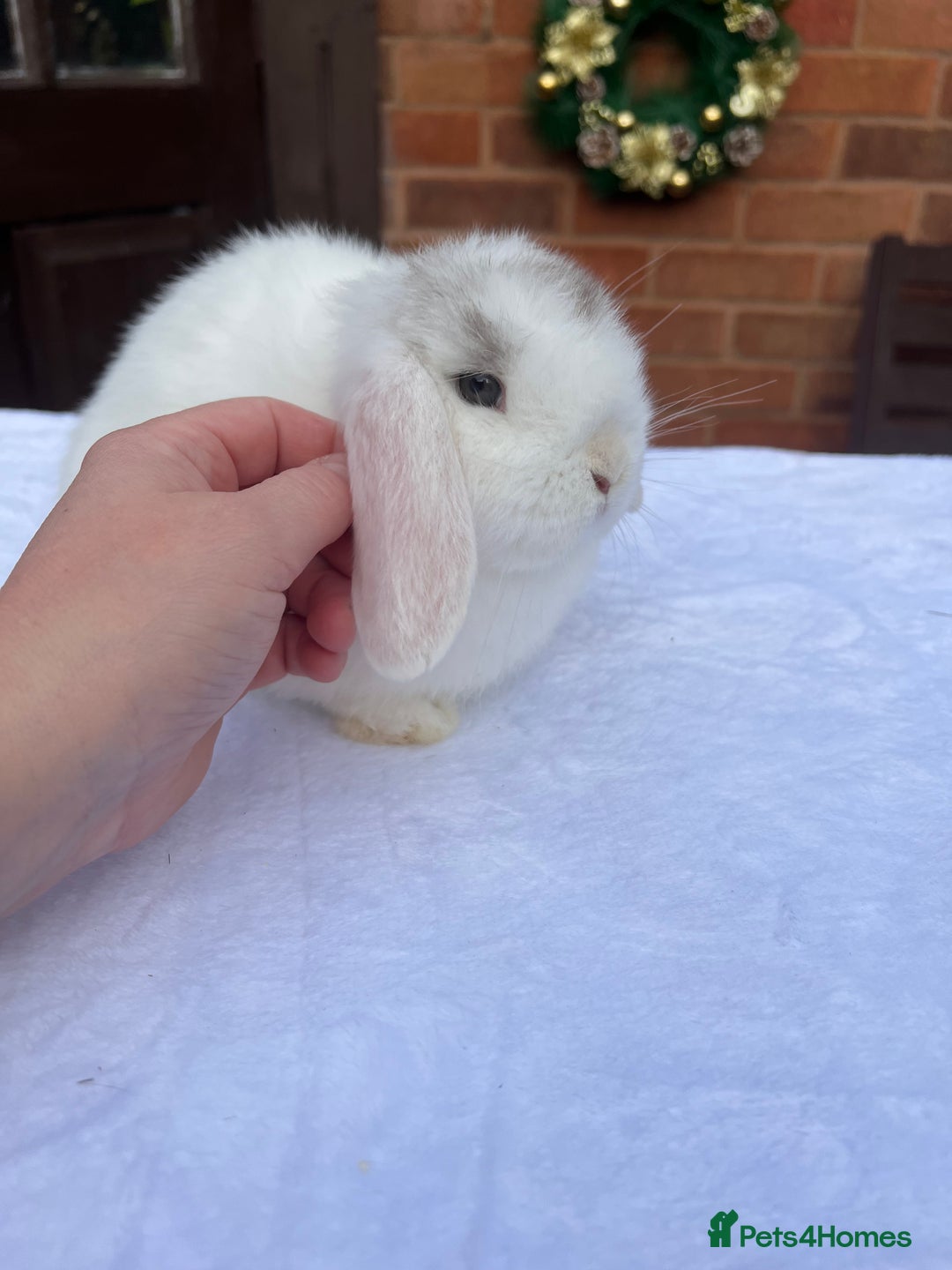 Mini Lop rabbits for sale: Gorgeous Mini lop baby Doe 8weeks old - Advert 3
