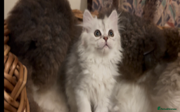 Persian cats for sale: Beautiful Fur Babies  - Image 3