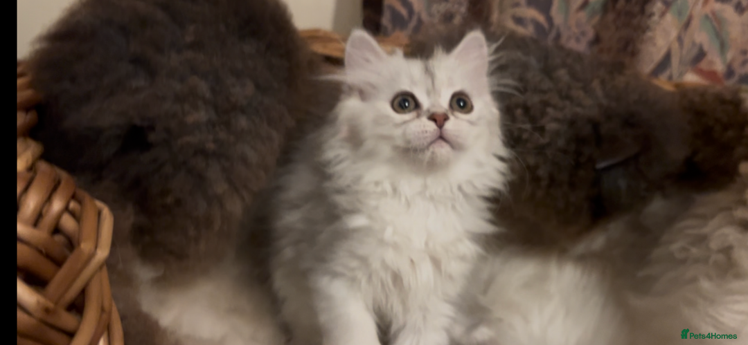 Persian cats for sale: Beautiful Fur Babies  - Image 3