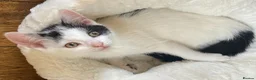 Turkish Van cats for sale: Gorgeous Turkish Van Kittens in Potters Bar - Advert 32