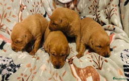 Labrador Retriever dogs for sale: Plump little Red Labrador Puppies! - Image 26