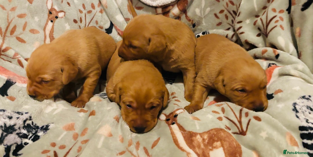 Labrador Retriever dogs for sale: Plump little Red Labrador Puppies! - Image 26