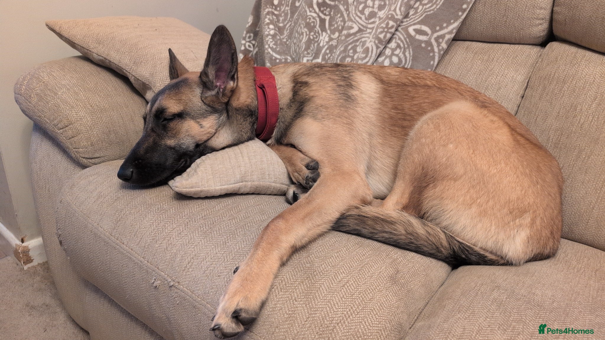 Belgian Shepherd Dog dogs Female Belgian malinois 8 months - Advert 18