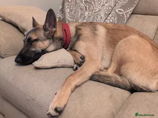 Belgian Shepherd Dog dogs Female Belgian malinois 8 months - Advert 1