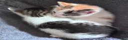 Mixed Breed cats for sale: Kittens beautiful mixed breed 🐈🐈‍⬛🐈🐈 - Advert 1