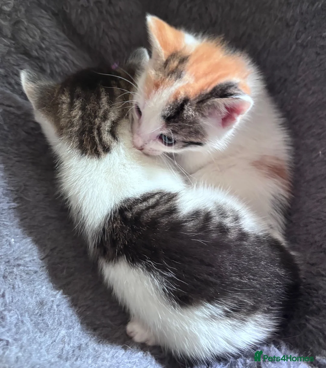Mixed Breed cats for sale: Kittens beautiful mixed breed 🐈🐈‍⬛🐈🐈 - Advert 1
