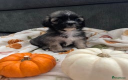 Mixed Breed dogs for sale: Maltese cross La Chon puppies  - Image 29