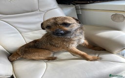 Border Terrier dogs for stud: MEET BODIE  in Maidstone - Image 9