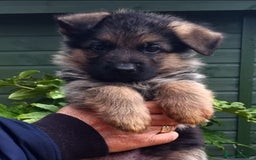 German Shepherd dogs for sale: Superb litter from up coming Top German Male  - Image 4