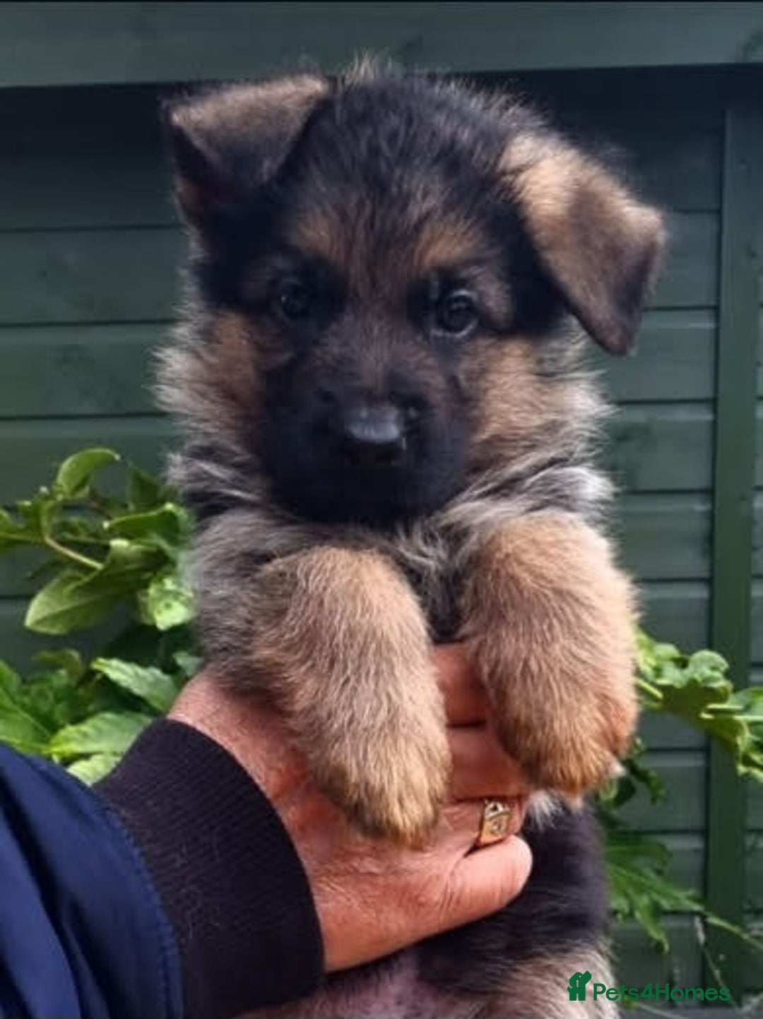 German Shepherd dogs for sale: Superb litter from up coming Top German Male  - Image 4