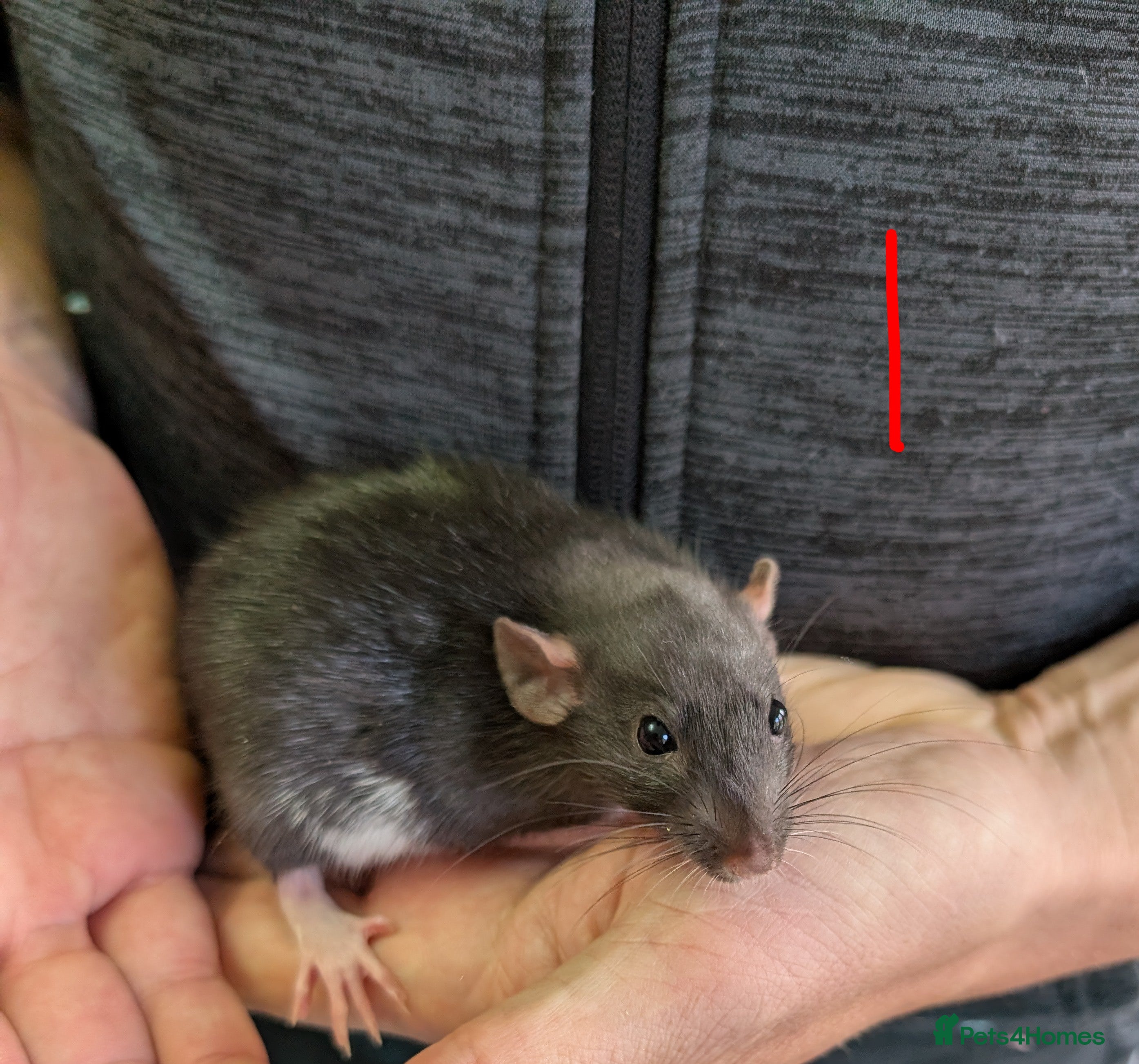 Rat rodents Rex Dumbo and top eared baby Rats *ONLY BOYS LEFT* - Advert 6