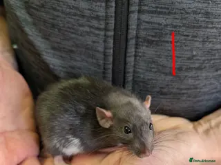 Rat rodents Rex Dumbo and top eared baby Rats *ONLY BOYS LEFT* - Advert 3