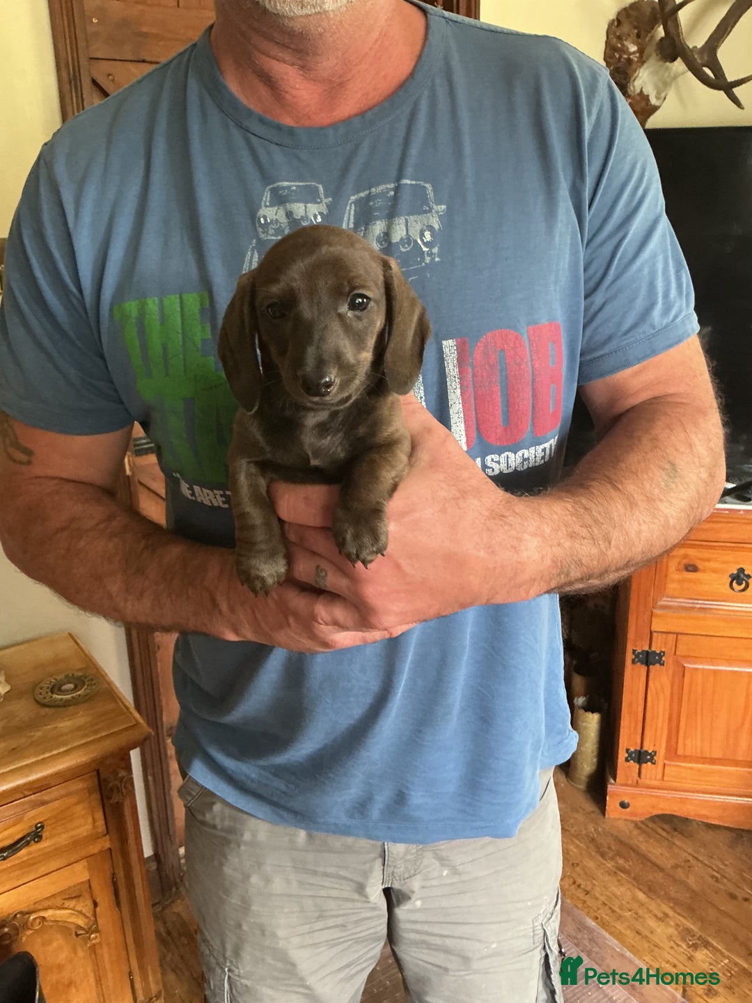 Dachshund dogs for sale: Dachshunds pure bred puppies for sale - Image 19