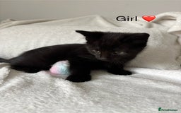 Mixed Breed cats for sale: Mainecoon Cross Kittens - Image 5