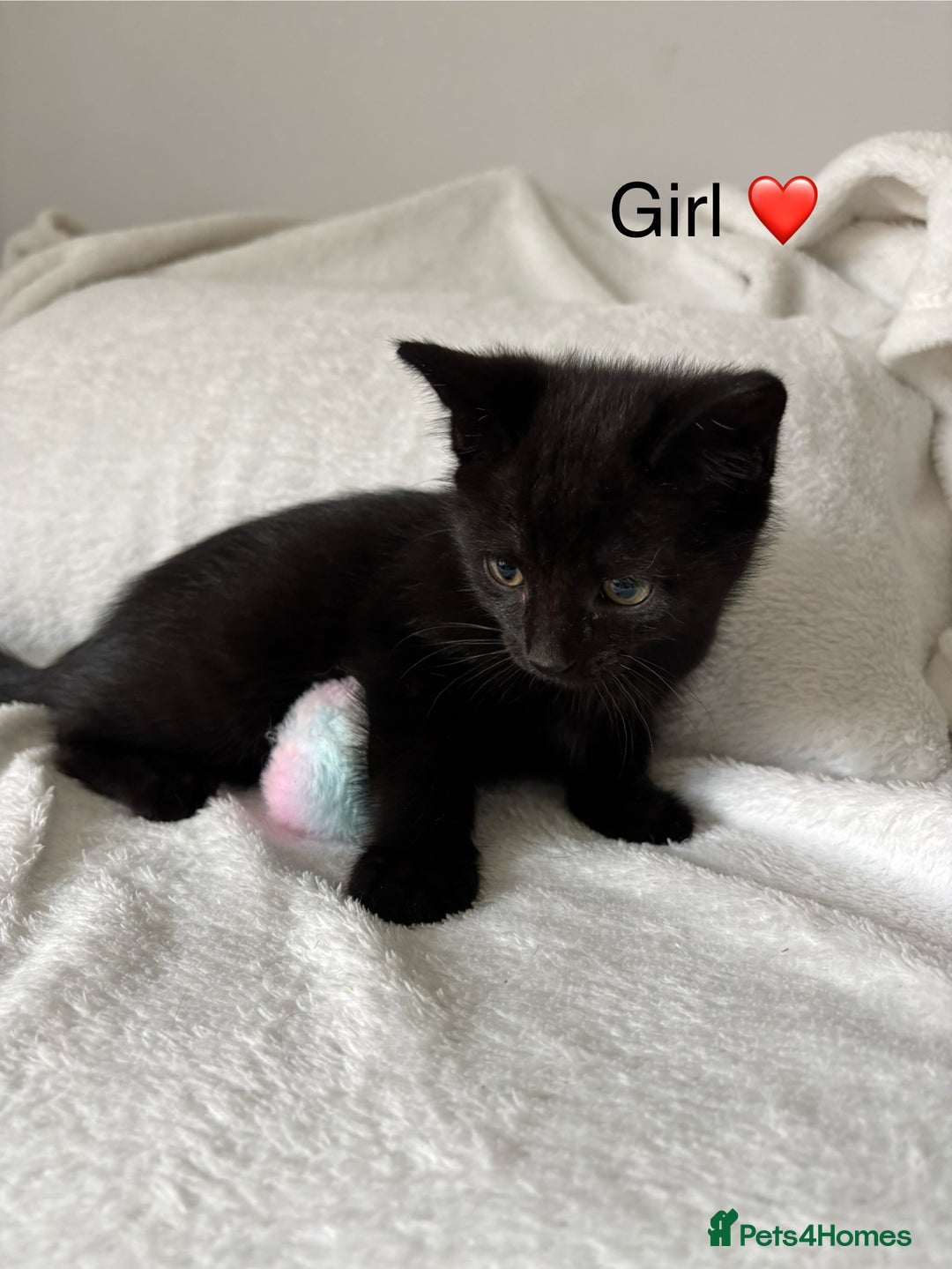 Mixed Breed cats for sale: Mainecoon Cross Kittens - Image 5