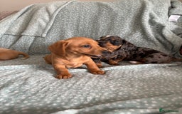 Miniature Dachshund dogs for sale: 5 beautiful miniature dachshunds for sale - Image 24