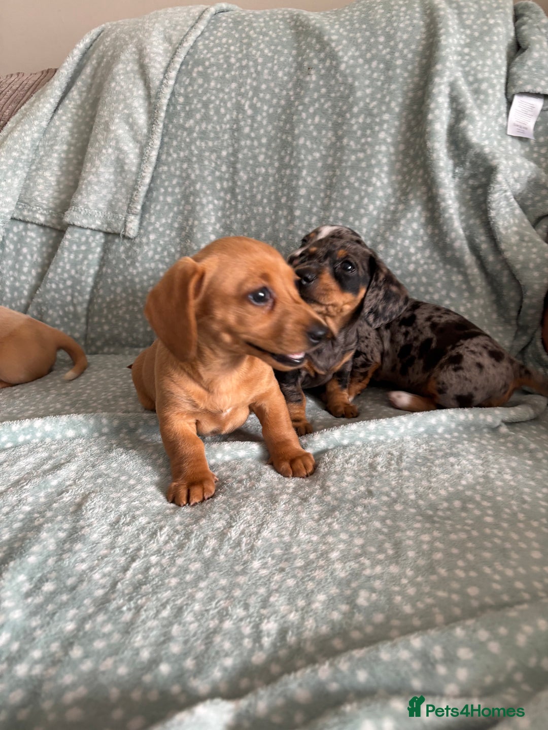 Miniature Dachshund dogs for sale: 5 beautiful miniature dachshunds for sale - Image 24