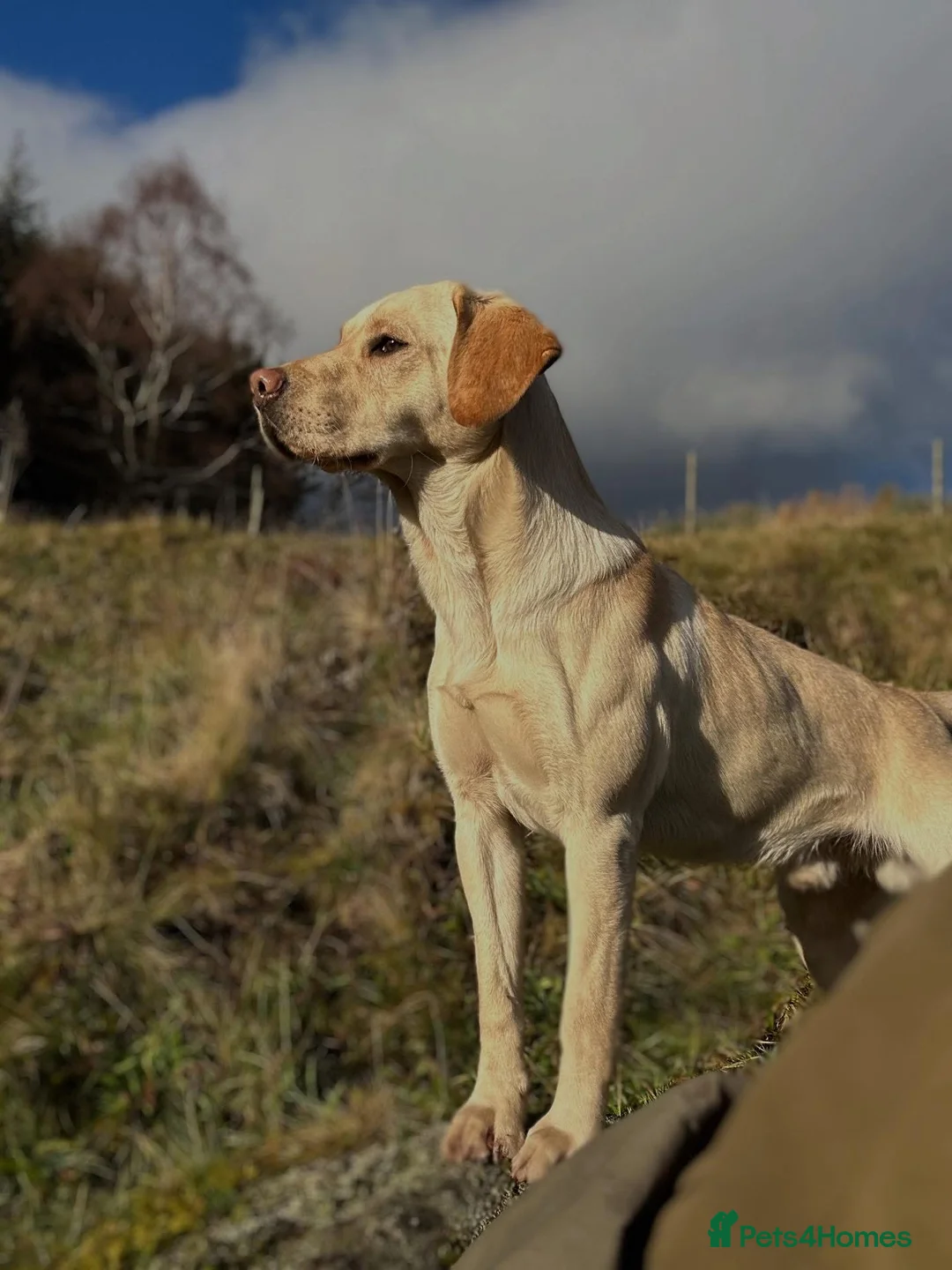 Labrador Retriever dogs for sale: Beautiful yellow Labrador bitches in Blairgowrie - Advert 2