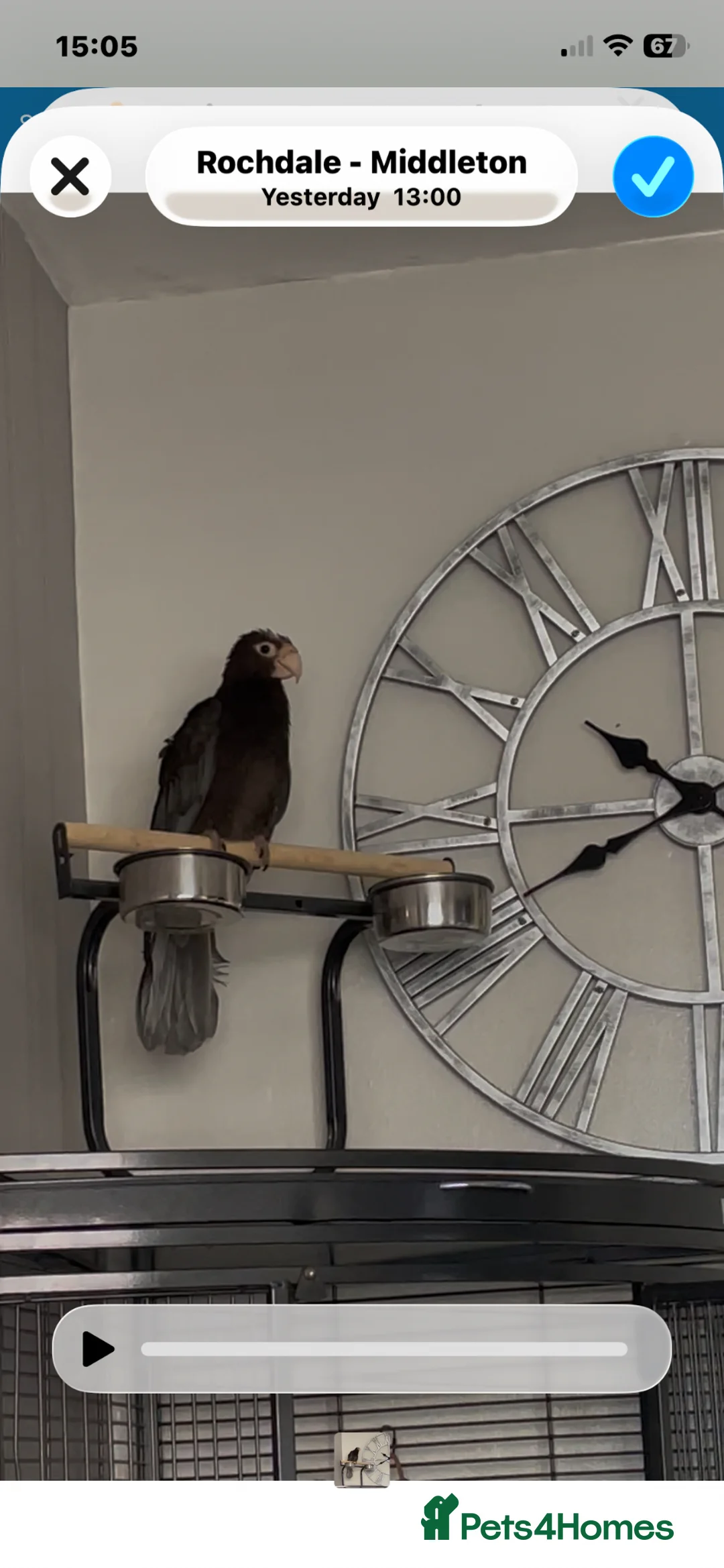 Parrots birds for sale: Greater vasa parrot talks whistles flys very well  - Advert 4