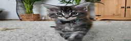 Maine Coon cats for sale: Adorable Maine Coon Boy looking for a Loving Home  - Advert 10