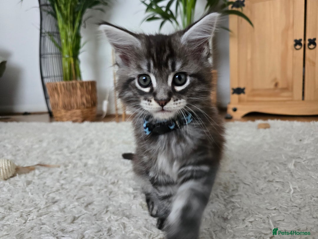 Maine Coon cats for sale: Adorable Maine Coon Boy looking for a Loving Home  - Advert 10
