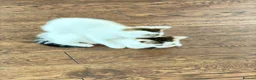 Bengal cats for sale: Hello - Advert 7
