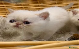 Persian cats for sale: Exotic persians  - Image 24