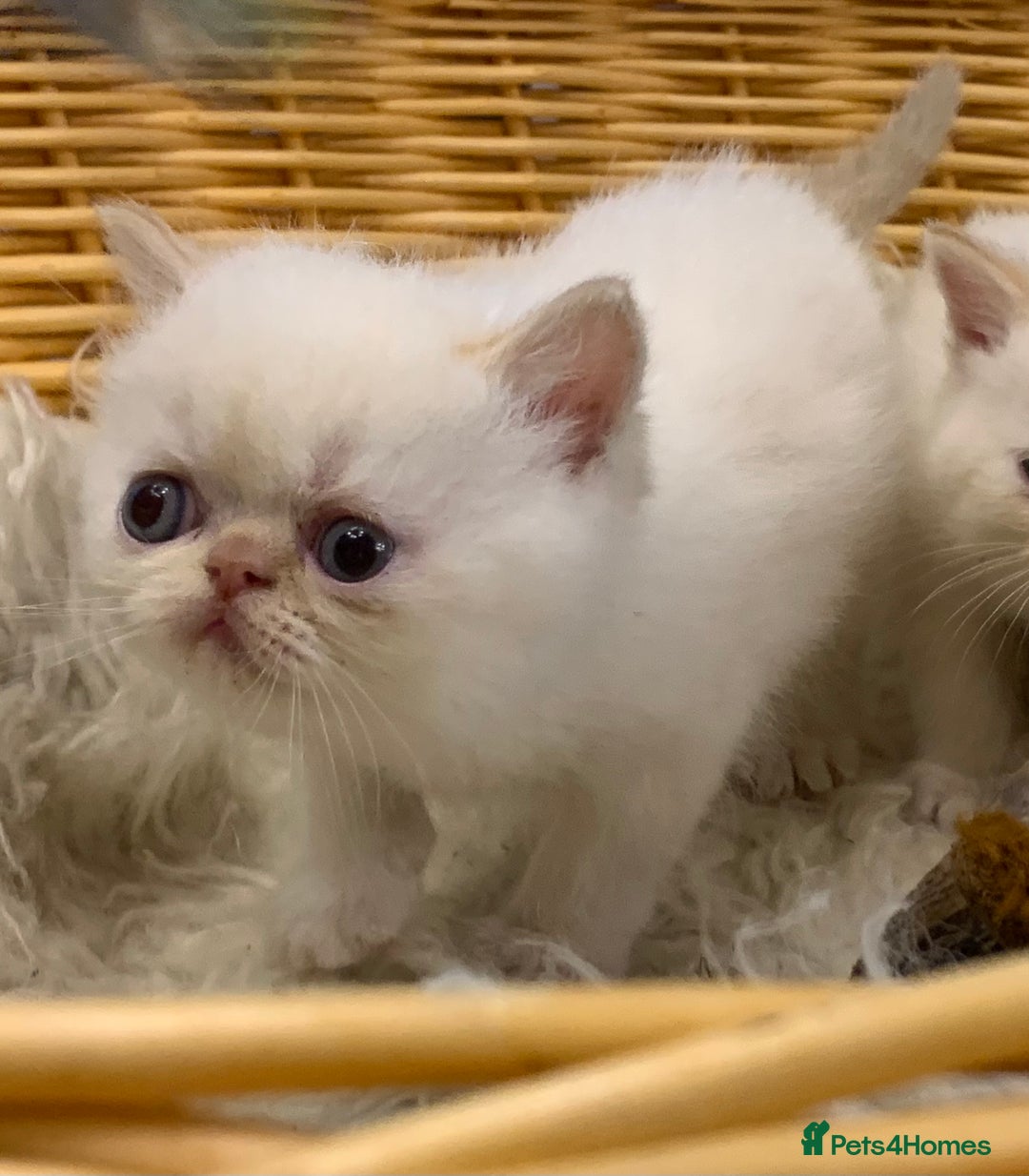 Persian cats for sale: Exotic persians  - Image 24