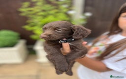 Mixed Breed dogs for sale: Beautiful cockapooXspringer puppies - Image 15