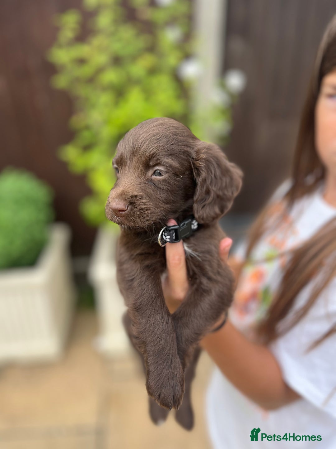 Mixed Breed dogs for sale: Beautiful cockapooXspringer puppies - Image 15