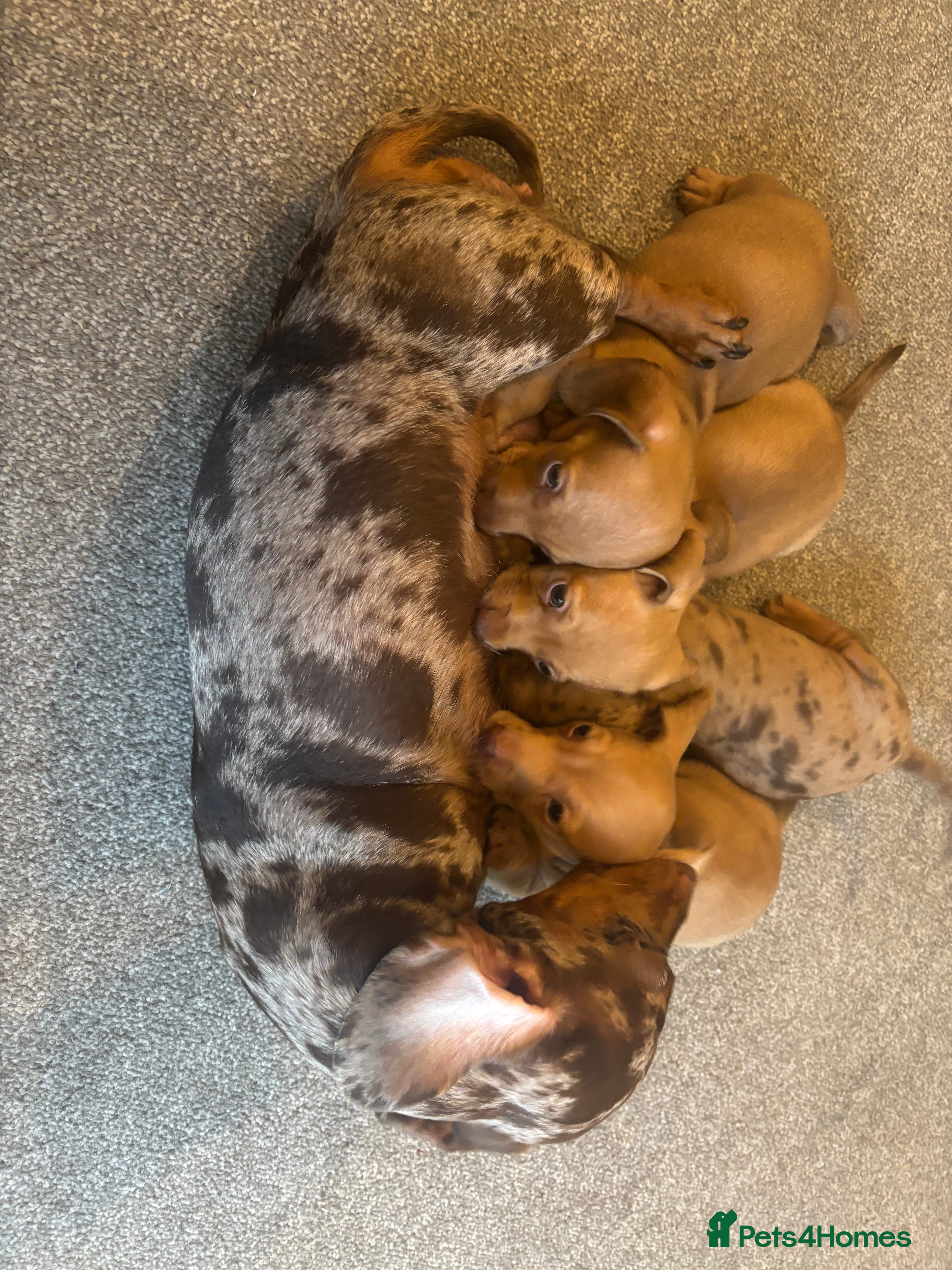 Miniature Dachshund dogs Gorgeous Trio of Mini Dachshunds - Advert 2