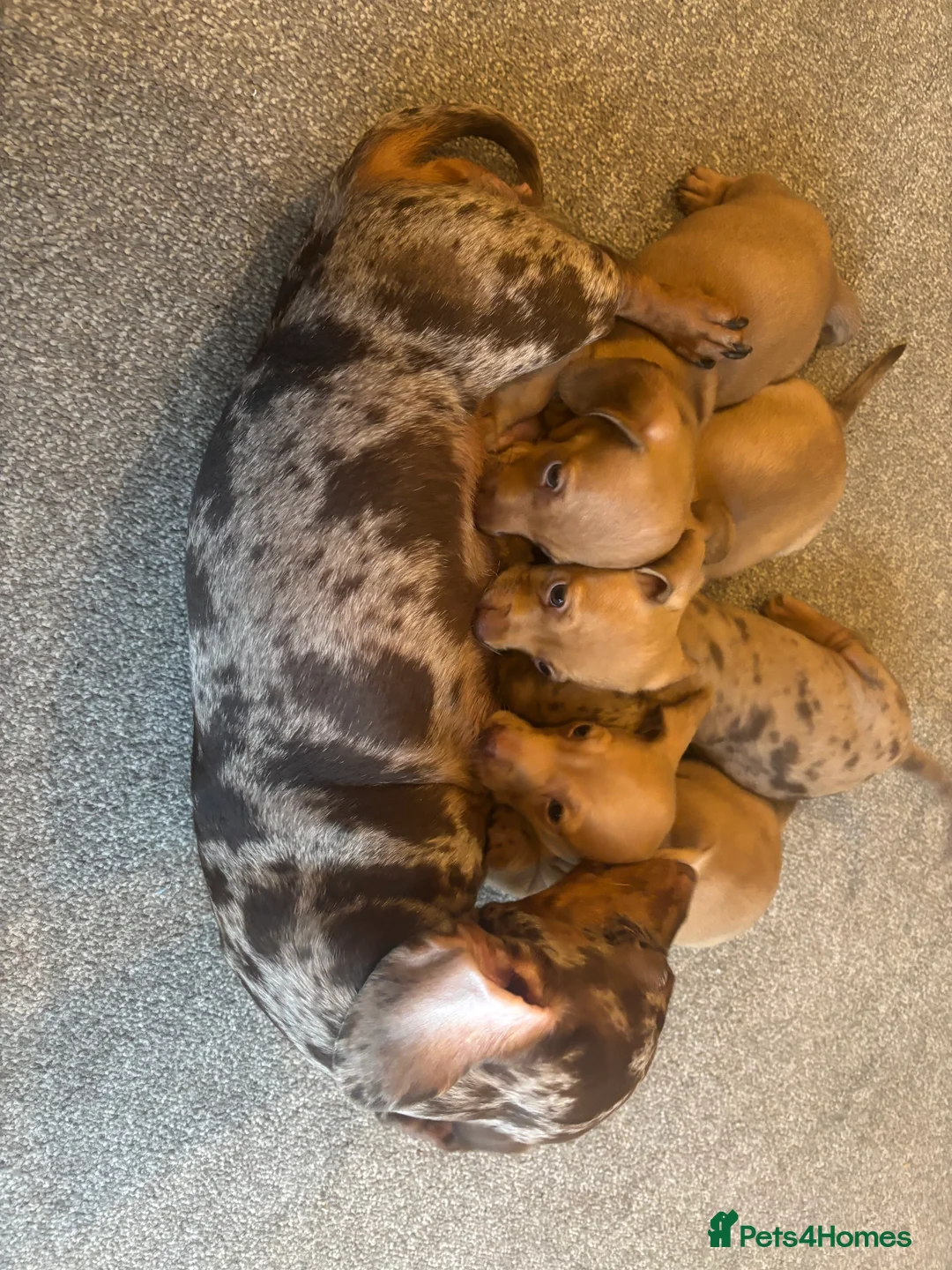 Miniature Dachshund dogs for sale: Gorgeous Trio of Mini Dachshunds in Portsmouth - Advert 2