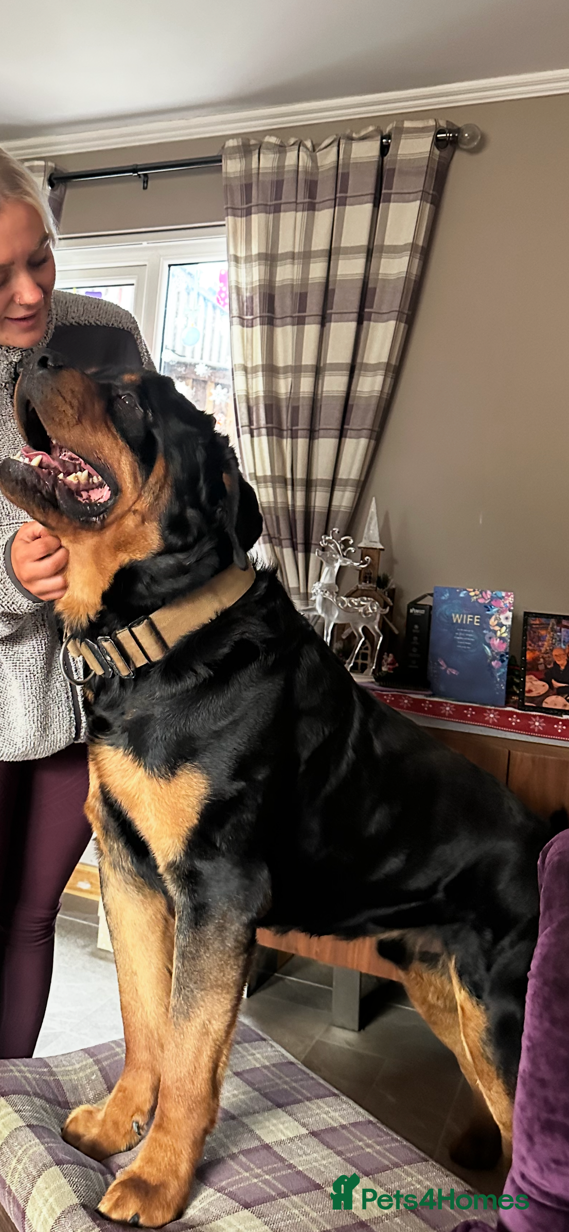 Rottweiler dogs Beautiful Rottweiler dog for stud - Advert 3