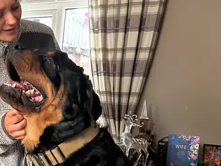 Rottweiler dogs Beautiful Rottweiler dog for stud - Advert 3