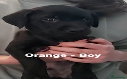 Mixed Breed dogs for sale: Lab Cross Puppies for Sale - Image 12