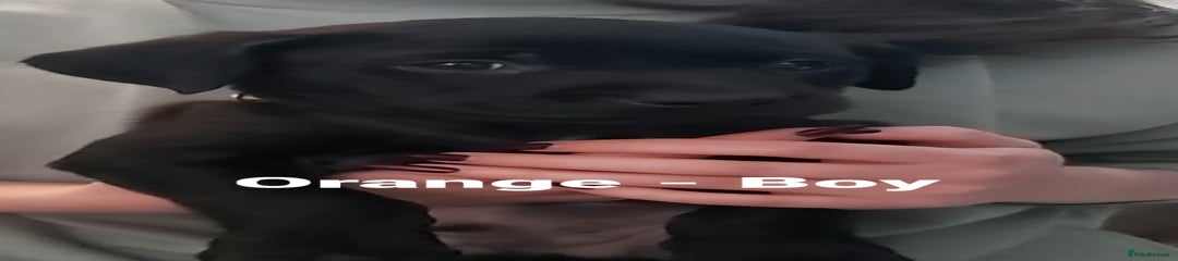 Labrador Retriever Puppy 1