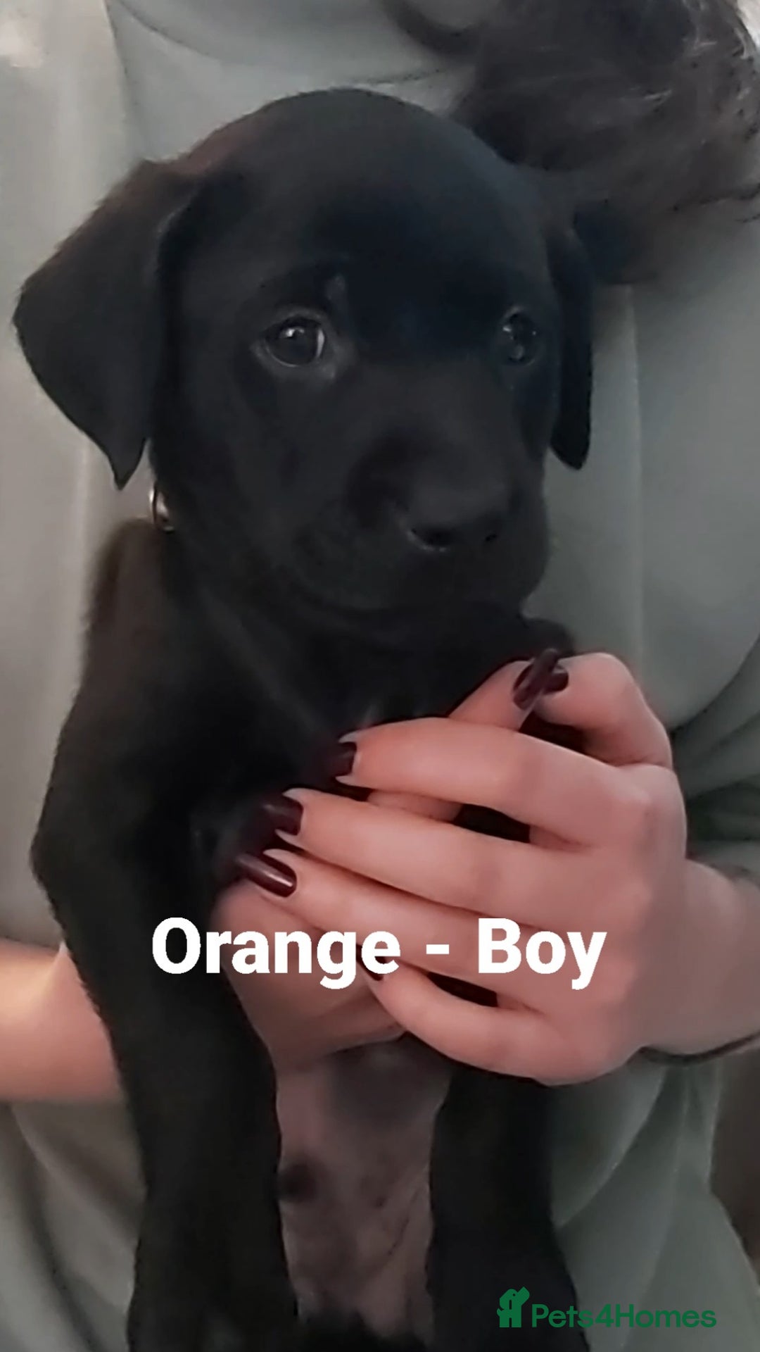 Mixed Breed dogs for sale: Lab Cross Puppies for Sale - Image 12