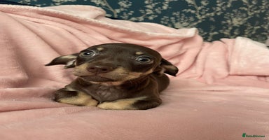 Miniature Dachshund dogs - Advert 11