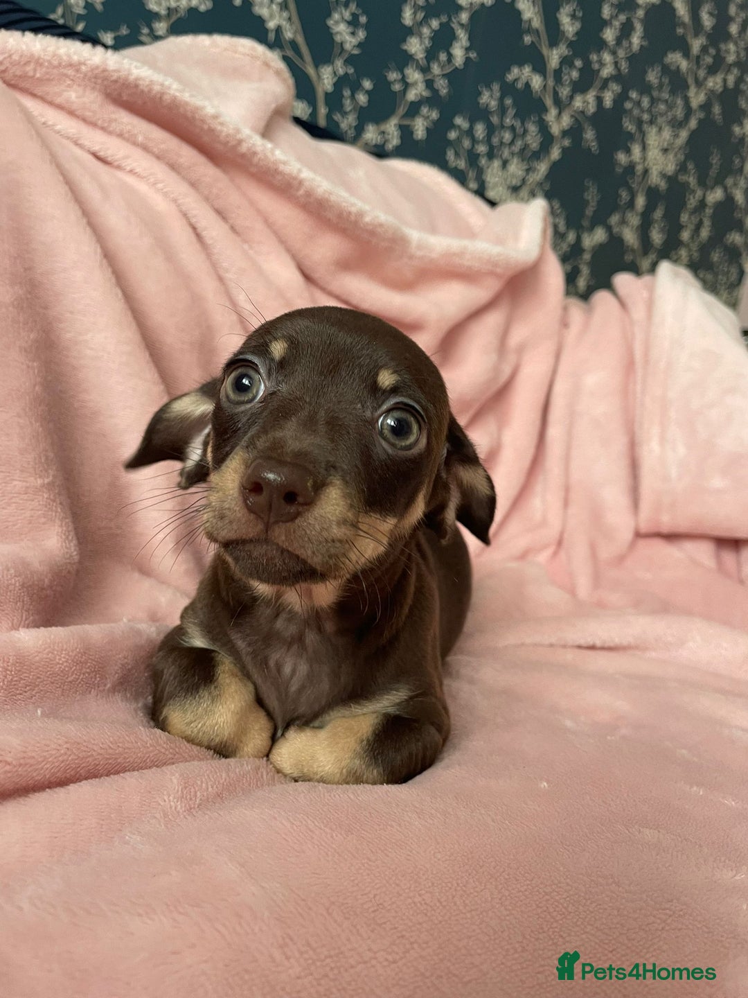 Miniature Dachshund dogs for sale: Beautiful Dachshund X - Image 3