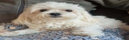 Maltese dogs for sale: Miniature Korean Maltese puppies for adoption - Advert 4