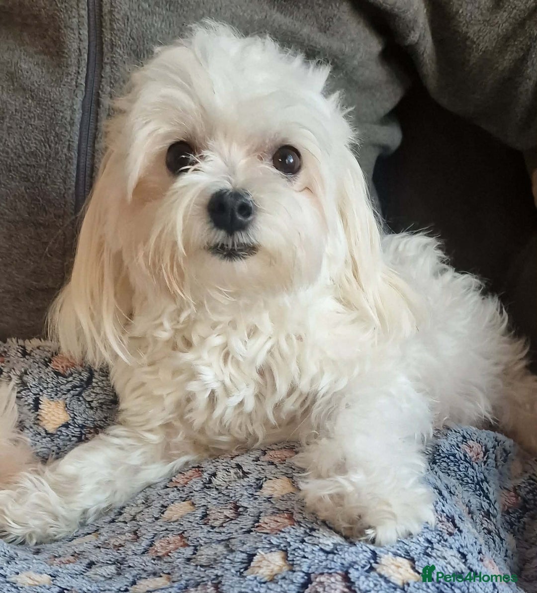 Maltese dogs for sale: Miniature Korean Maltese puppies for adoption - Advert 4