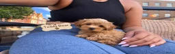 Maltipoo dogs for sale: Asian Maltipo Puppies XS Teddy Bear Faces Expected - Advert 5