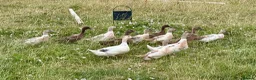 Ducks poultry for sale: Ducks for sale - Advert 1