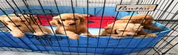 Cavapoo dogs for sale: Cavapoos puppies for sale  - Advert 17