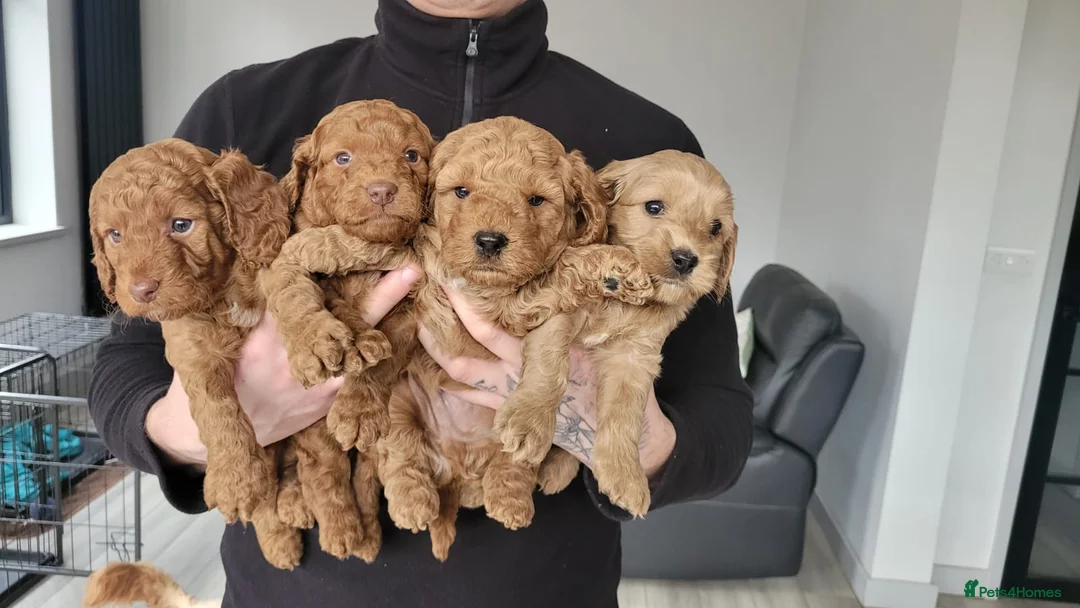 Toy Poodle dogs for stud: ☆Monty - KC Registered TOY POODLE ☆ in Lydney - Advert 21