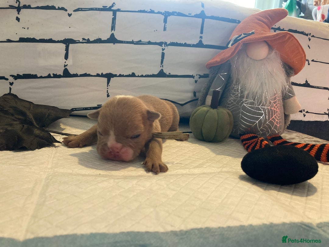 English Bulldog dogs for sale: Litter of 8  - Image 32