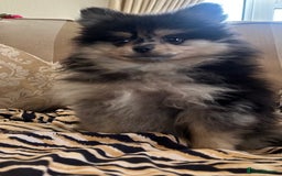 Pomeranian dogs for sale: Stunning litter merl Pomeranian - Image 5